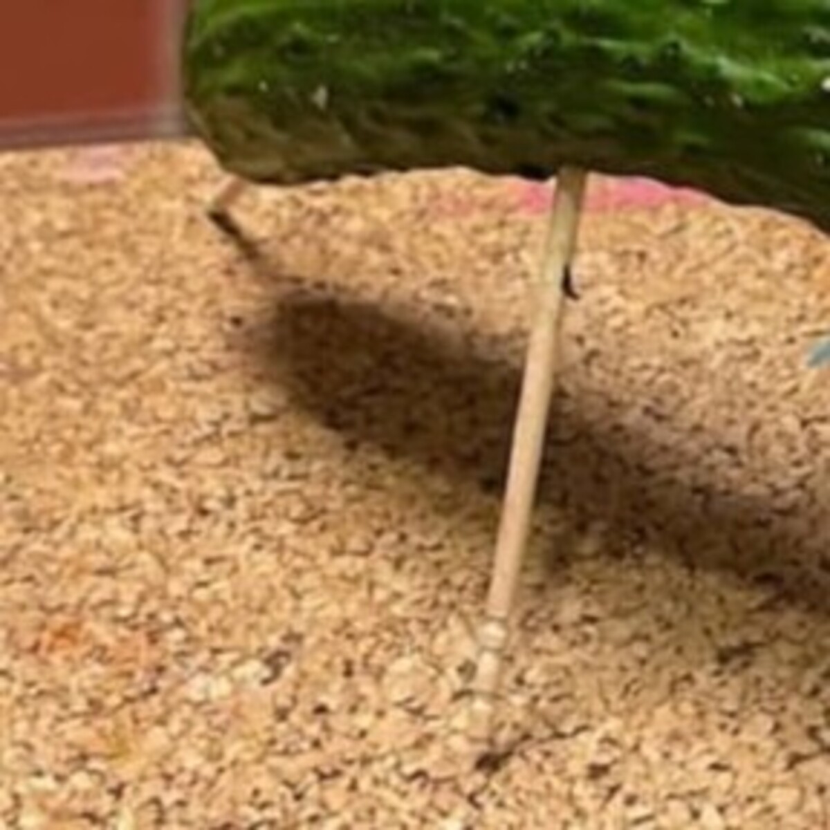 お盆の精霊馬→「目を離したらコレだよ？」　3歳息子による“まさかの仕業”に「ご先祖様お許し下さい」「すげぇなこりゃ」（1/3） | 育児 ねとらぼ