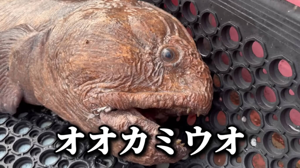 今回のターゲット、オオカミウオを釣り上げることに成功しました