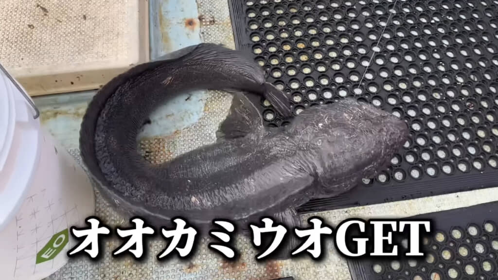 2匹目のオオカミウオが釣れました、すごい！