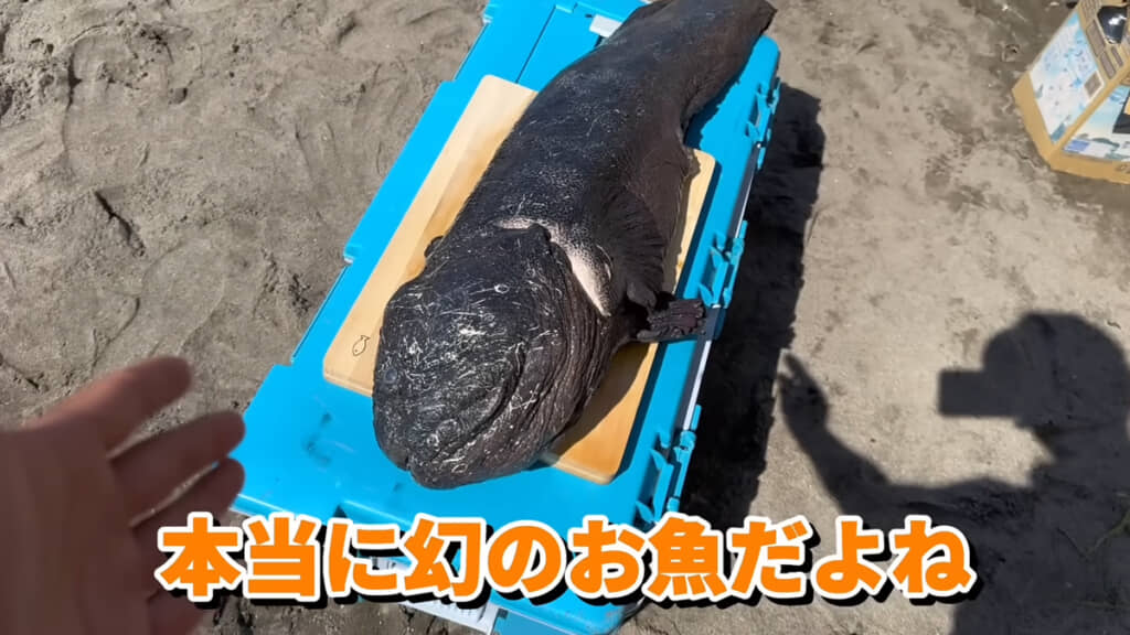 市場にも出回らない、文字通り幻の魚です