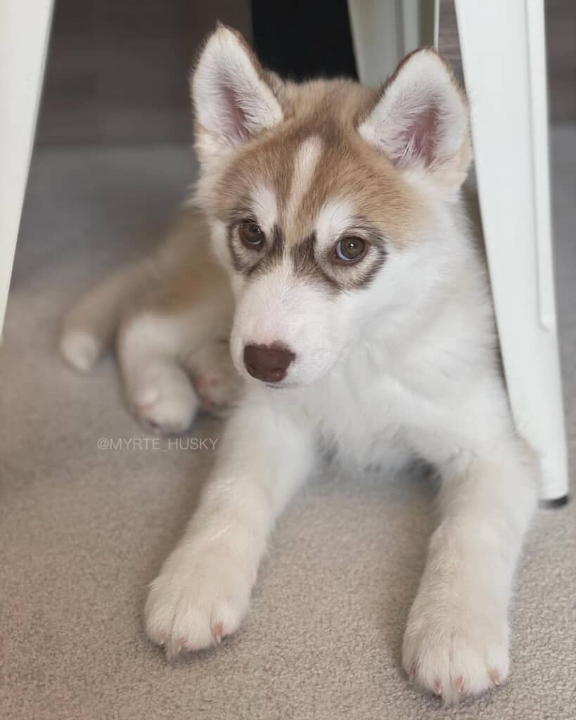 子犬時代はとっても賢そう