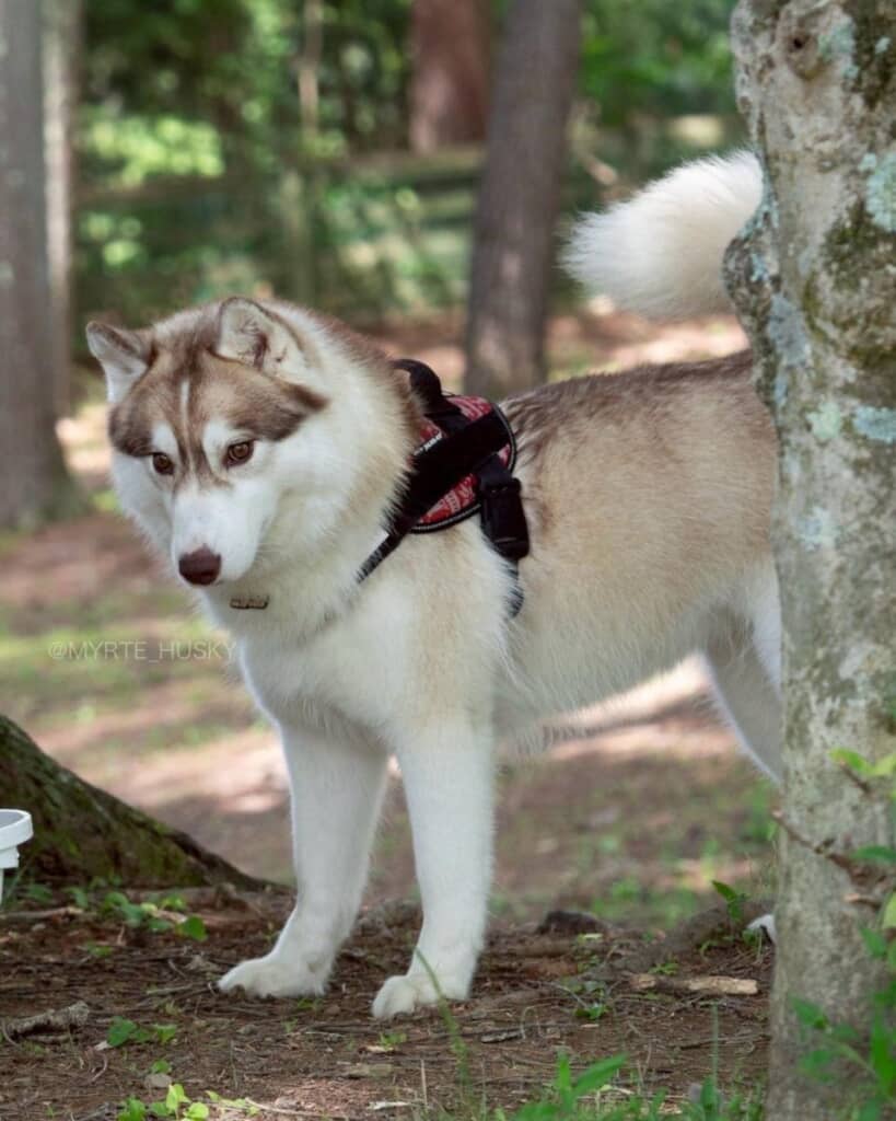 美しいレディに成長