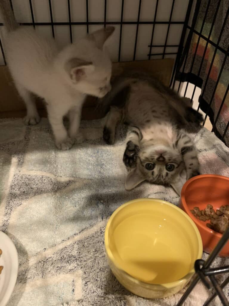 仲良し兄妹のノアくんとランちゃん