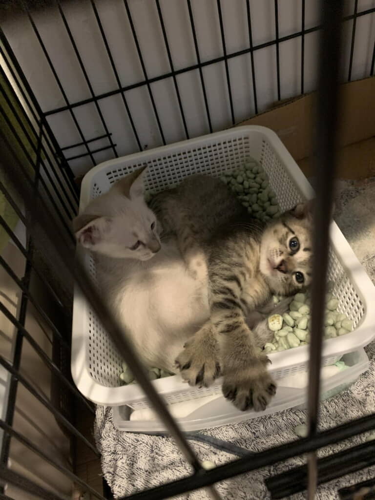 トイレでごろごろ