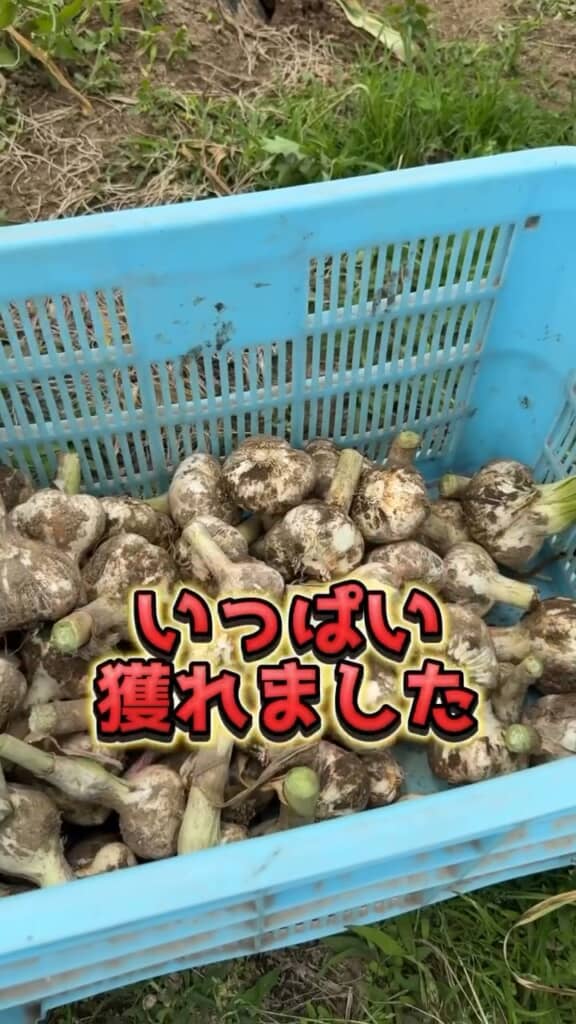 カゴは立派なニンニクでいっぱい