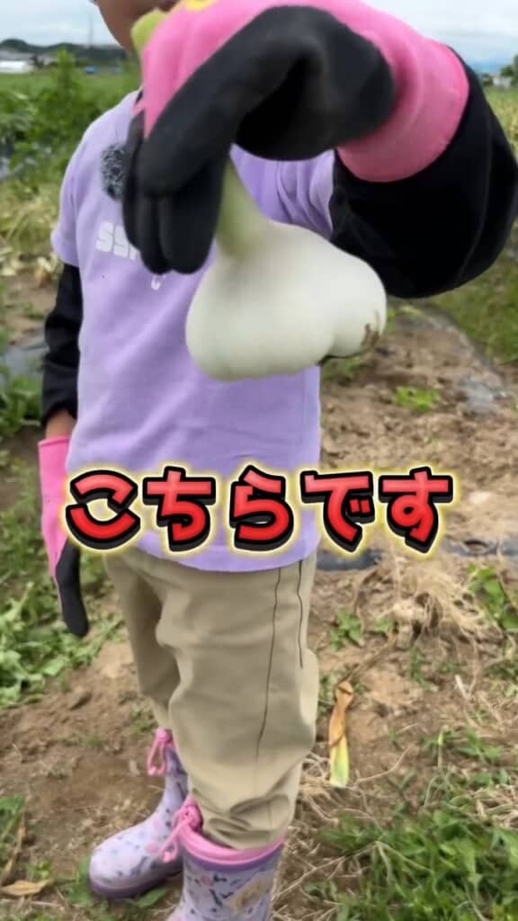 皮をむくととてもきれい。丸揚げにしてもおいしそう