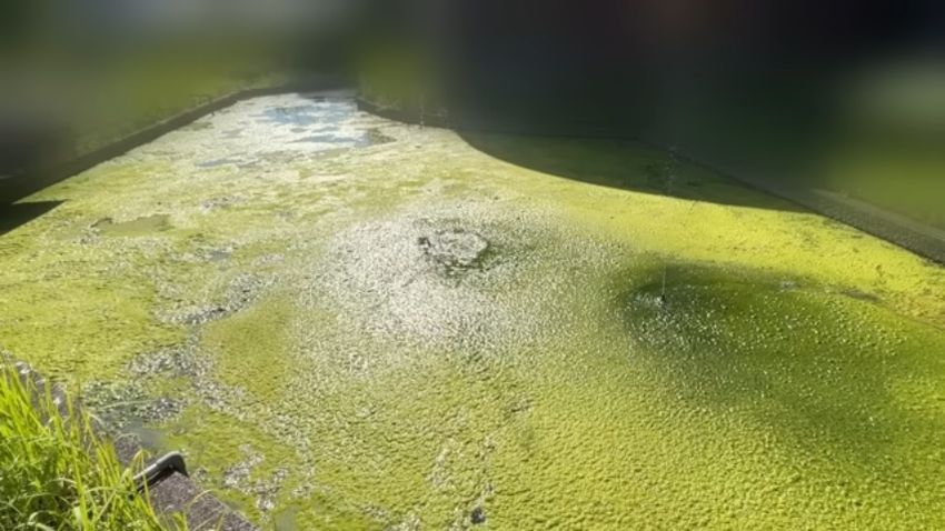 藻に水面が覆い尽くされた池