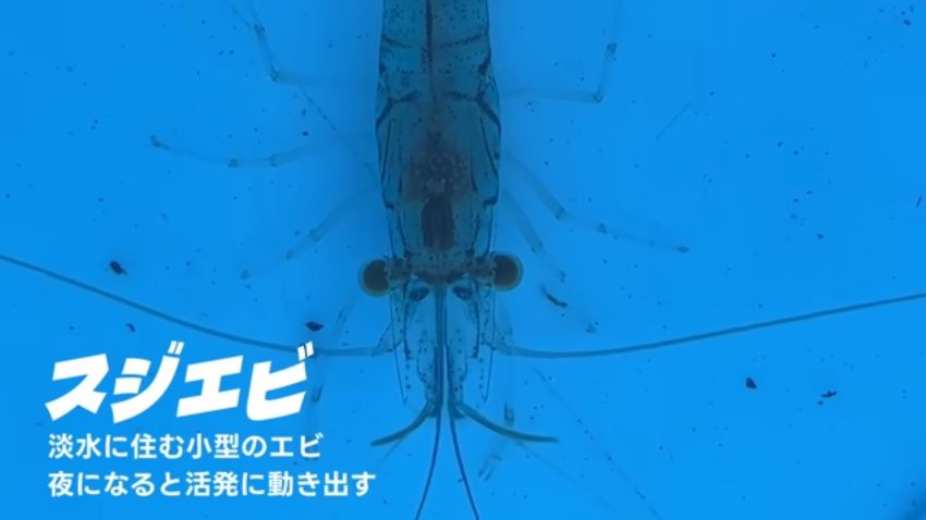 池に入り込んでいたスジエビ