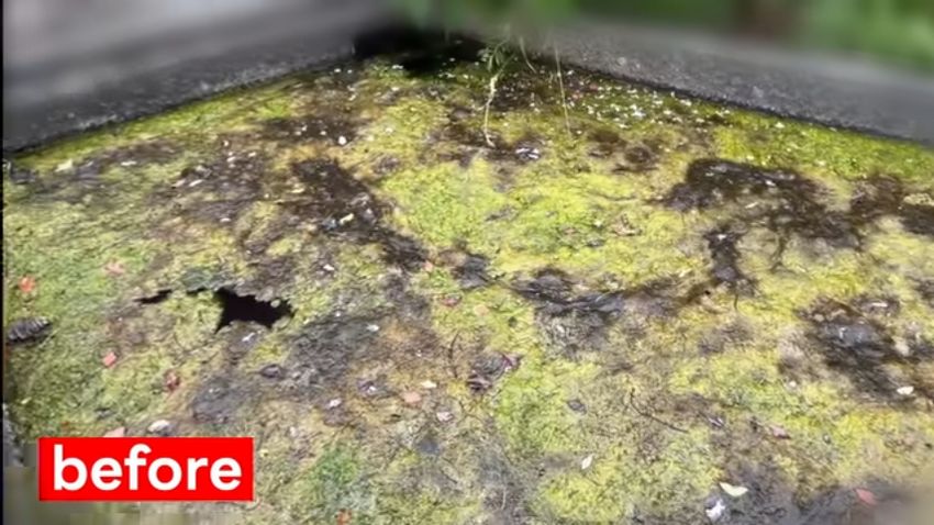 藻に覆われていた池