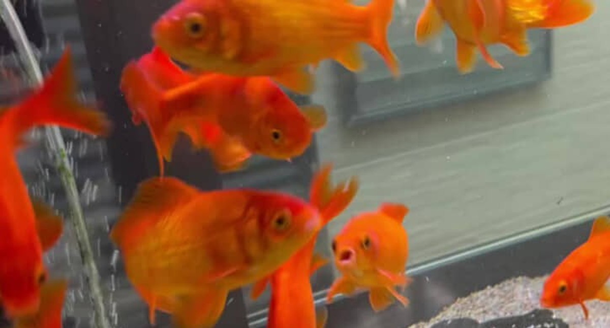 お祭りですくった金魚12匹→2年後…… 1匹だけ“大変身”した姿に