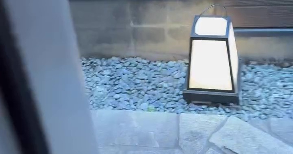 カフェのドアを開けたら、並んで待っていたのは……「シュールすぎて思わず声が」「デートですかね？」　斜め上の“まさかのお客さま”に反響（1/3） | その他生き物 ねとらぼ