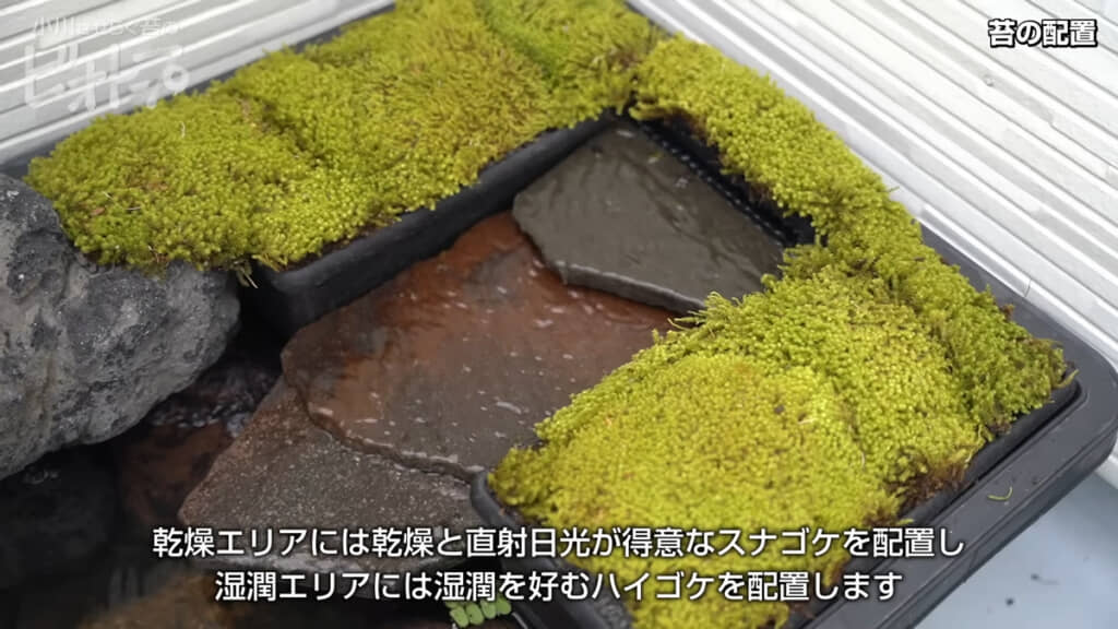 ハイゴケとスナゴケを植えたら