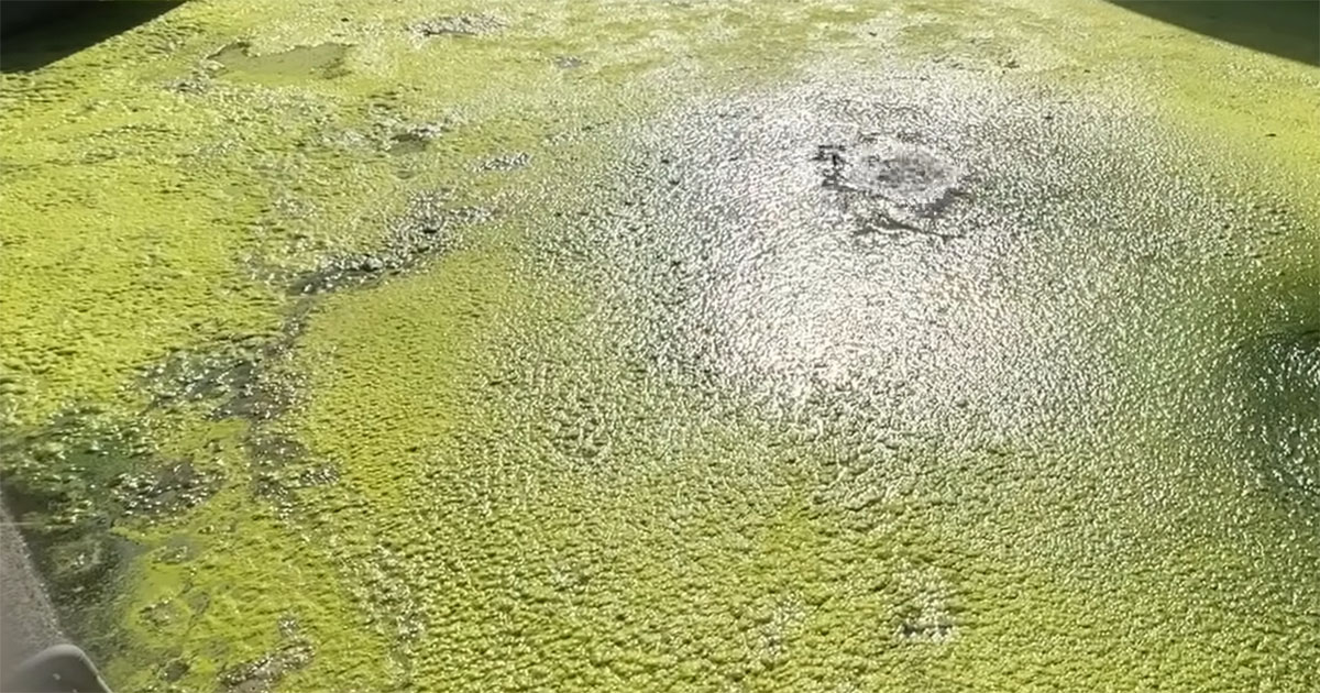 藻だらけで何も見えない池→水を全部抜いたら……　姿を現した“とんでもないヤツ”に「すげぇ！」「でかすぎ」（1/3） | その他生き物 ねとらぼ