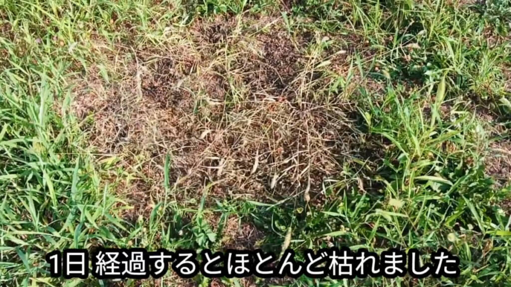 プラダンを約2日間敷いて、1日太陽光に当てた結果