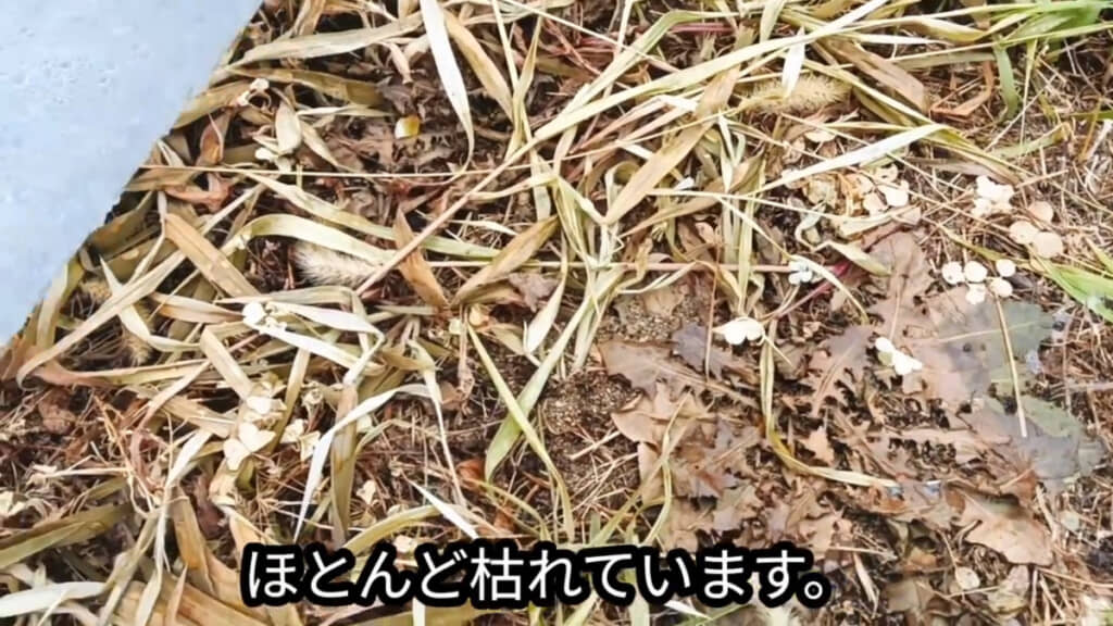 前日に夕立があったのにもかかわらず1日でこの効果