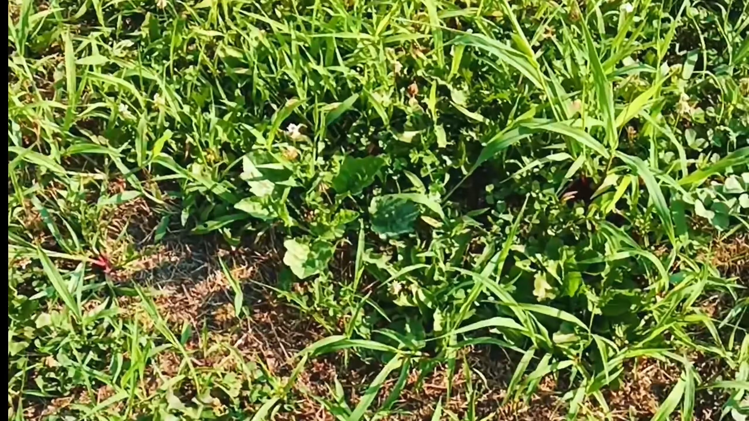 雑草がびっしり生えた場所→たった2日で……　夏に効く“シンプル対策”に「すごいですね！」「早速やってみます」（1/3） | その他生き物 ねとらぼ