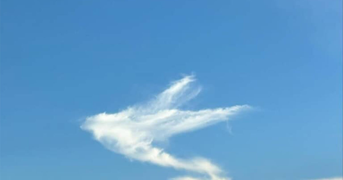 「鳥みたいな雲あった」と家族にLINE→1分後、母が……　まさかの奇跡に「すごーい」「同じ血が流れてるんですね‼」（1/2） | IT・科学 ねとらぼ