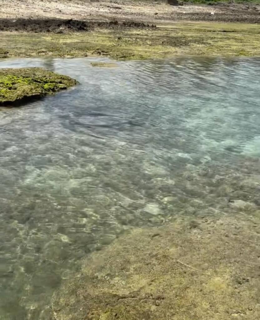 沖縄の海辺を歩いていたら……