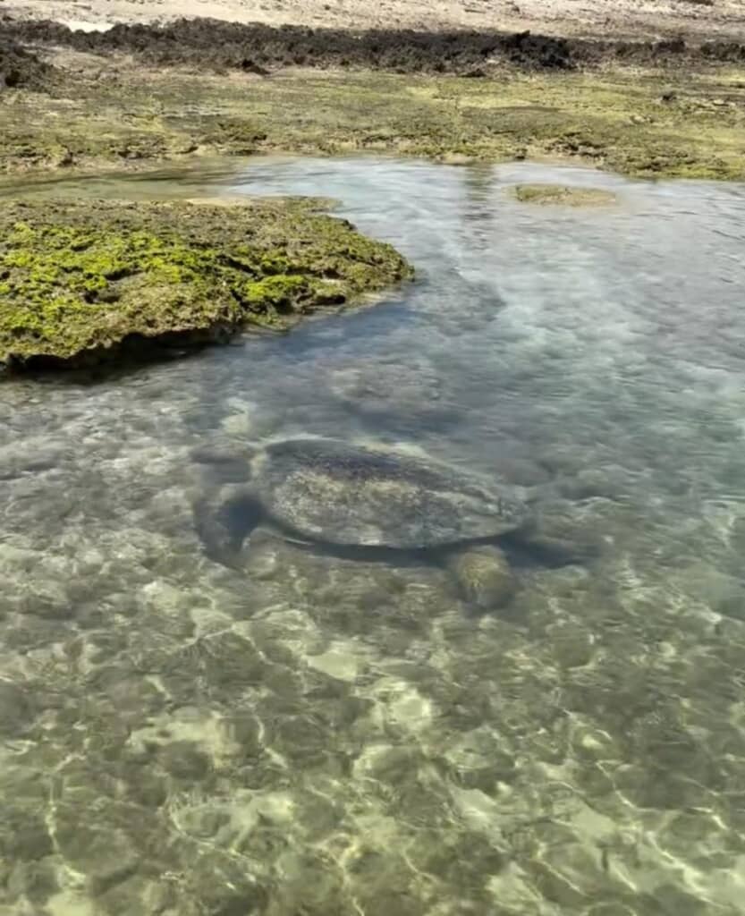 巨大なウミガメを発見！