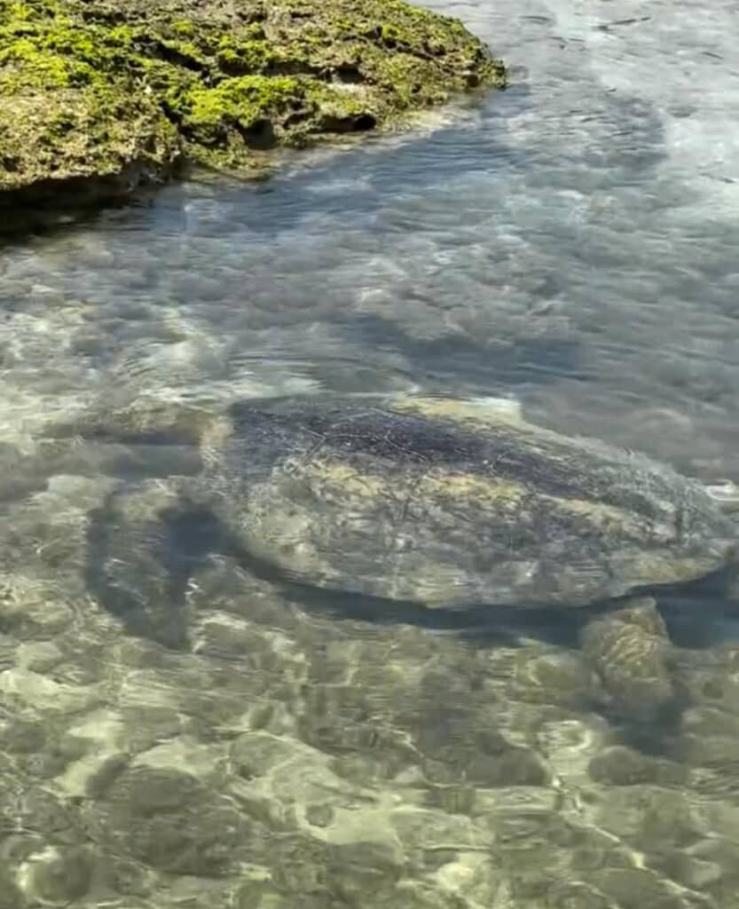 「アオウミガメ」と推測