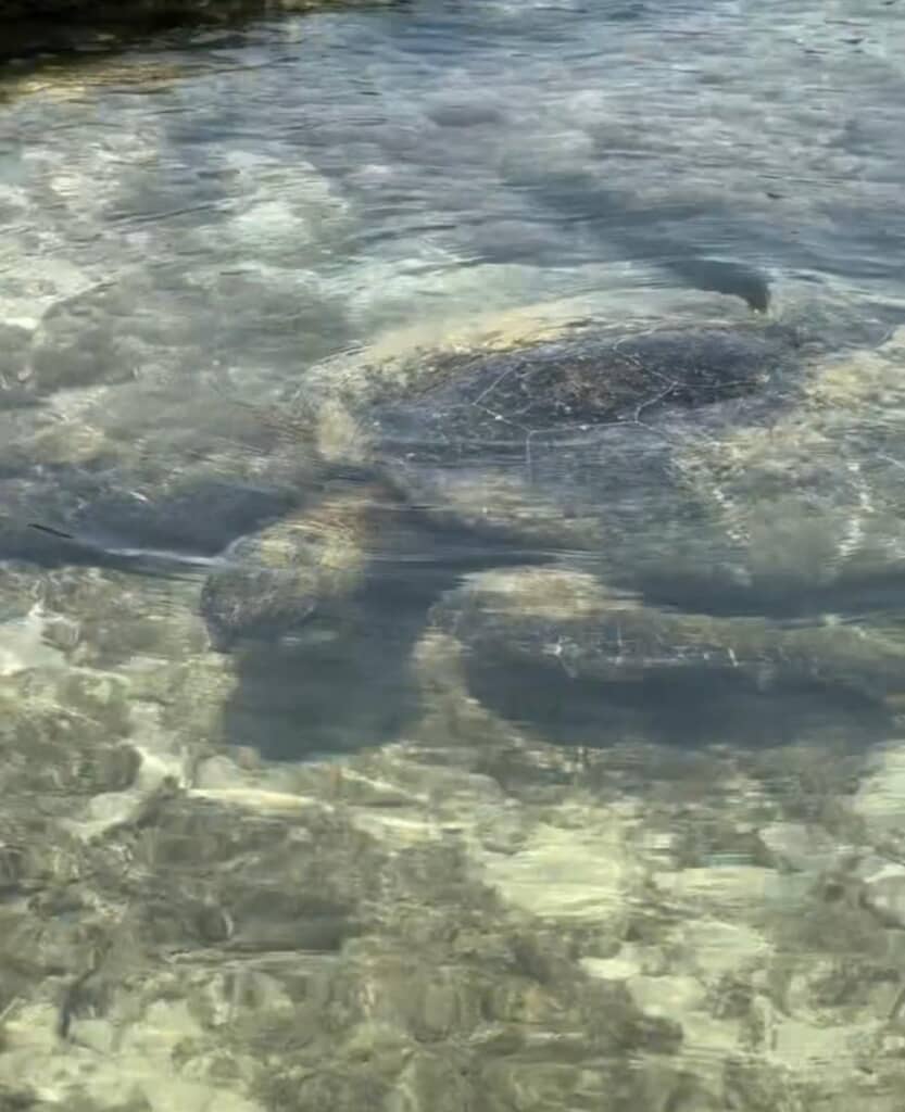 優しそうなお顔がかわいい