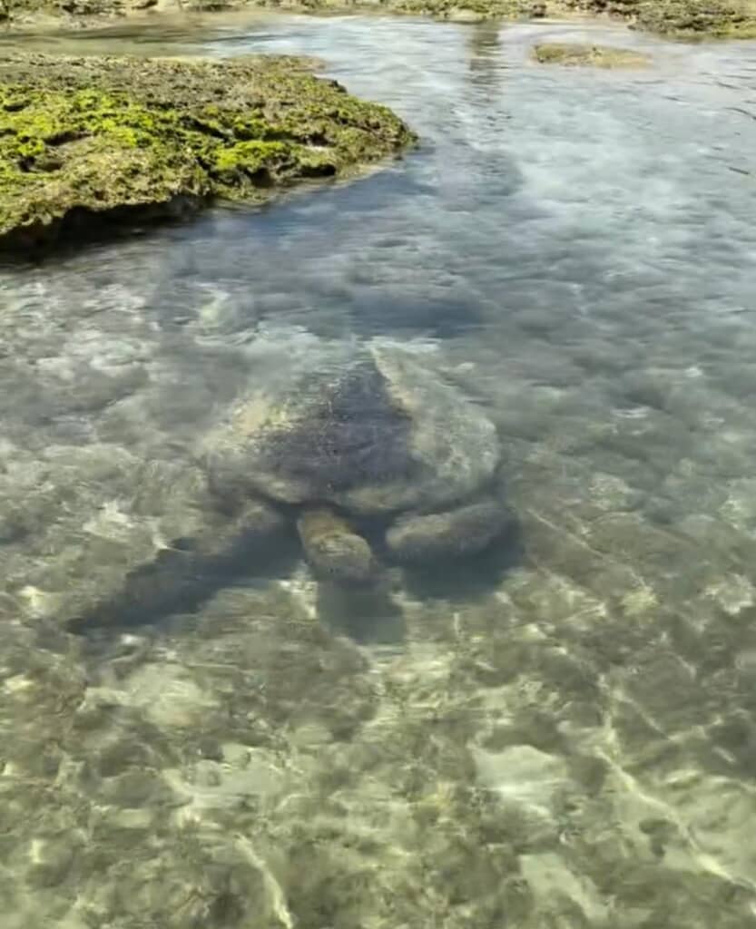 方向転換をするウミガメ