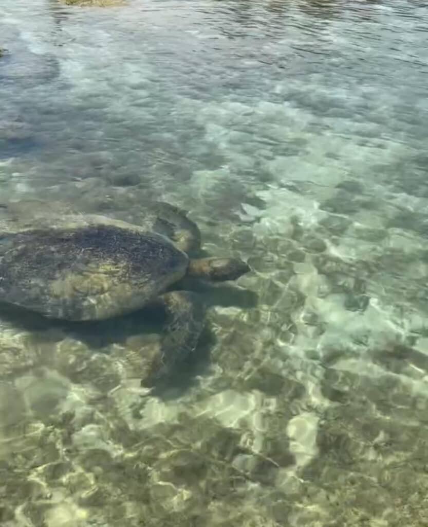 優雅な泳ぎで去っていきました