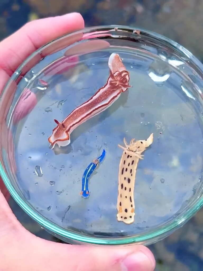 磯遊びで採取されたウミウシたち