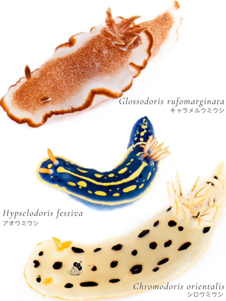同じウミウシでも三者三様！