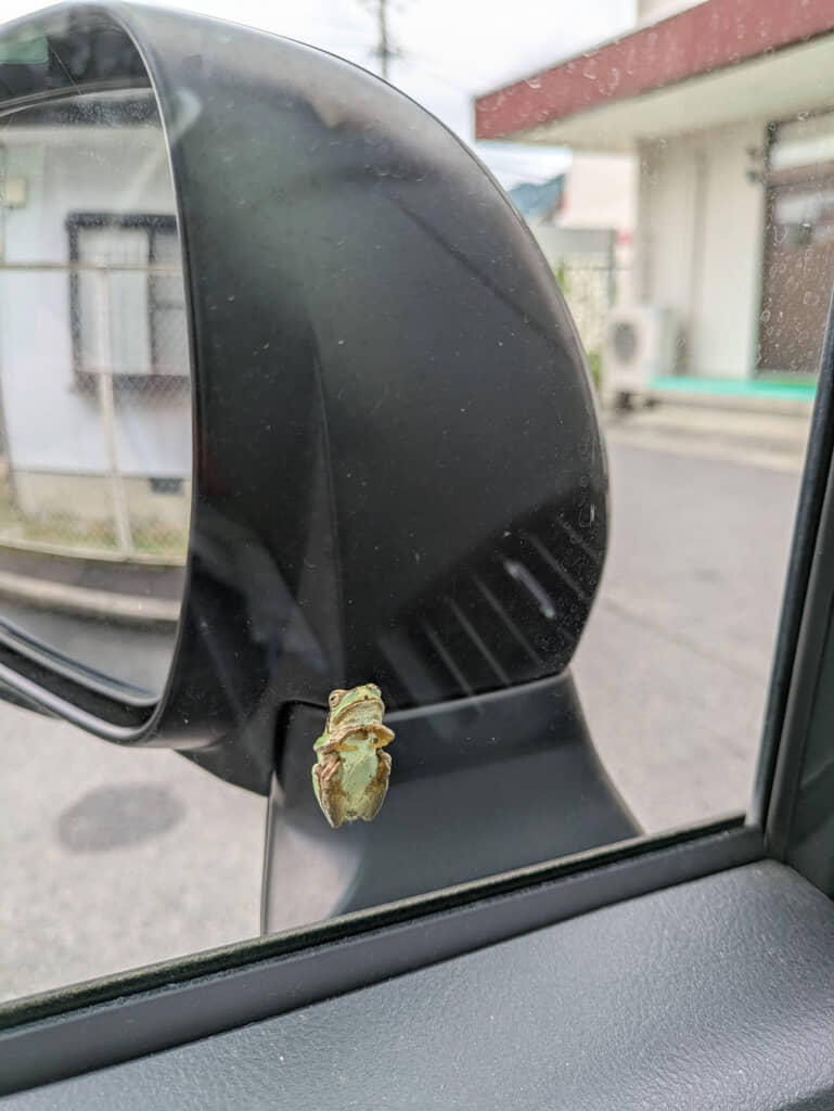 窓に張りついたカエル