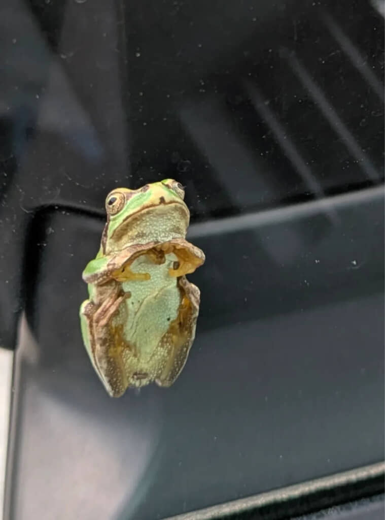 手ハートしてるカエル