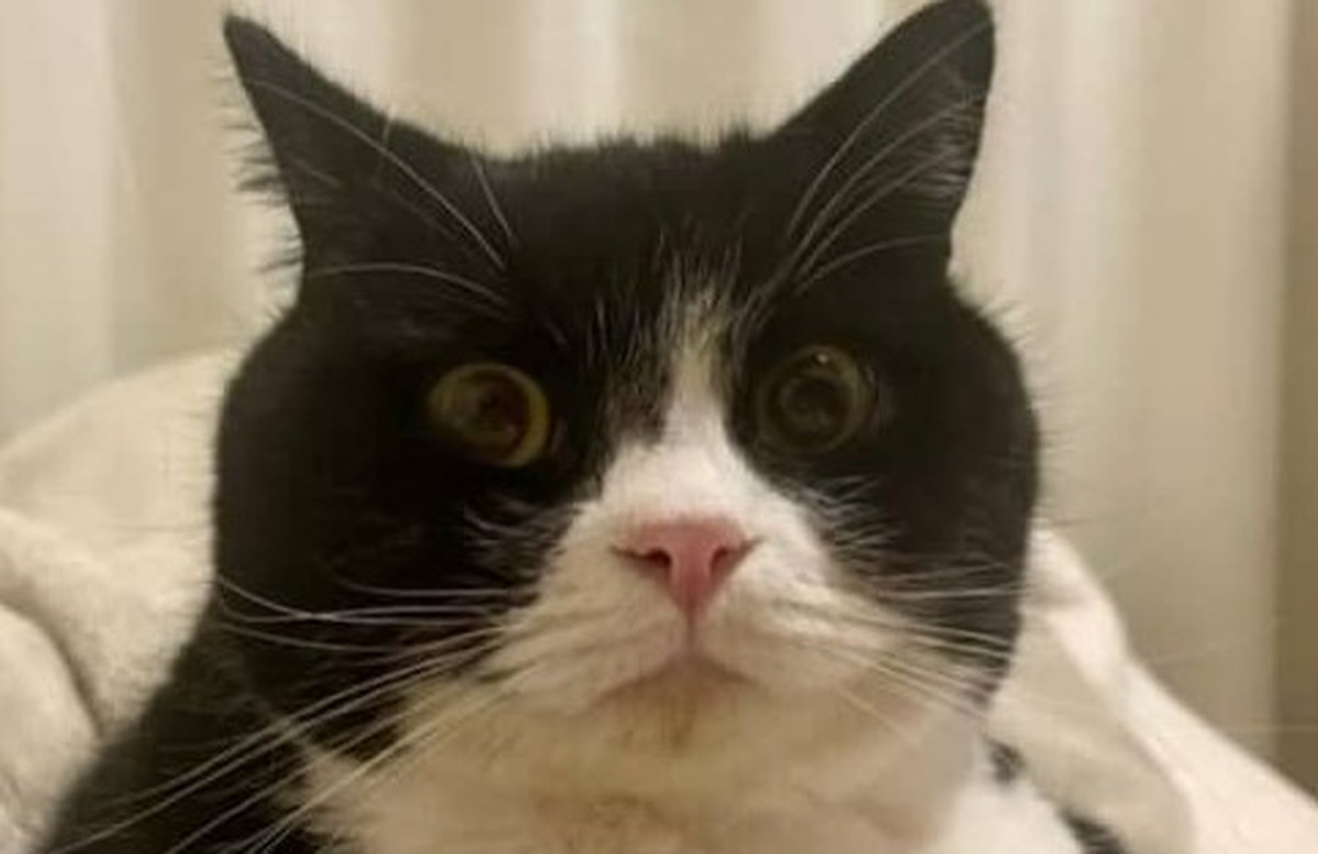 靴下を履き間違えた猫」が195万表示 “自慢げに見せつける”姿に