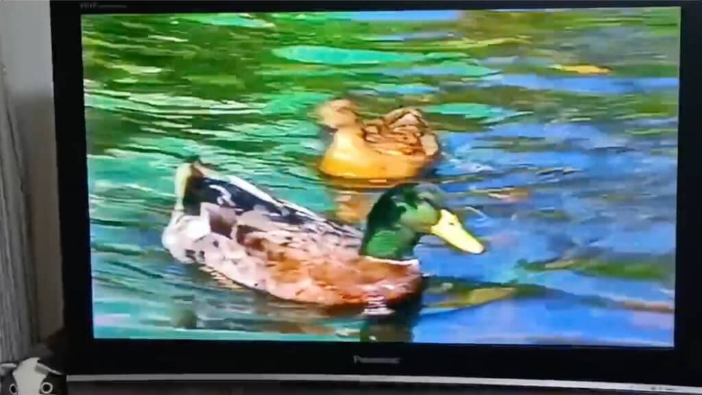 結婚式に特に関係ないけど、鴨をアップで映します