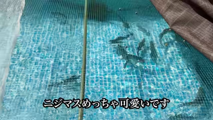 ビニールシート製のプールで泳ぐニジマス