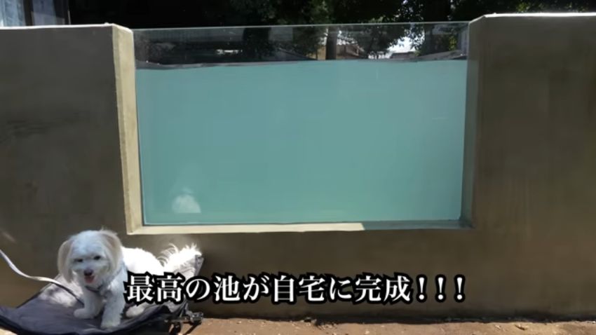 アクリルガラス越しに水中が見える池