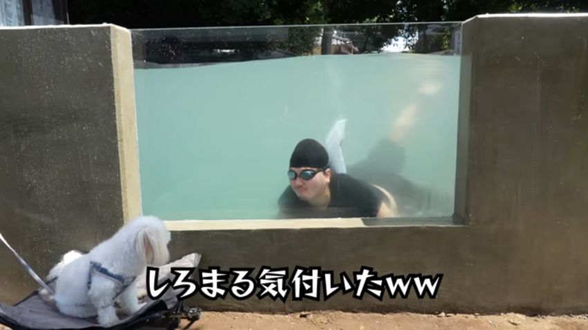 池に入ってアクリルガラス越しに愛犬とコンタクトを取る投稿者
