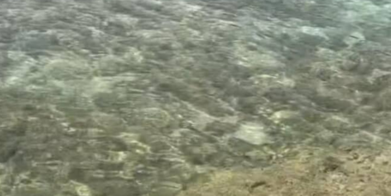 男性2人が、沖縄の海辺を歩いていたら……「ちょっと待って!!」　まさかの生き物と奇跡の遭遇に「神秘的〜」「羨ましい」の声（1/3） | その他生き物 ねとらぼ