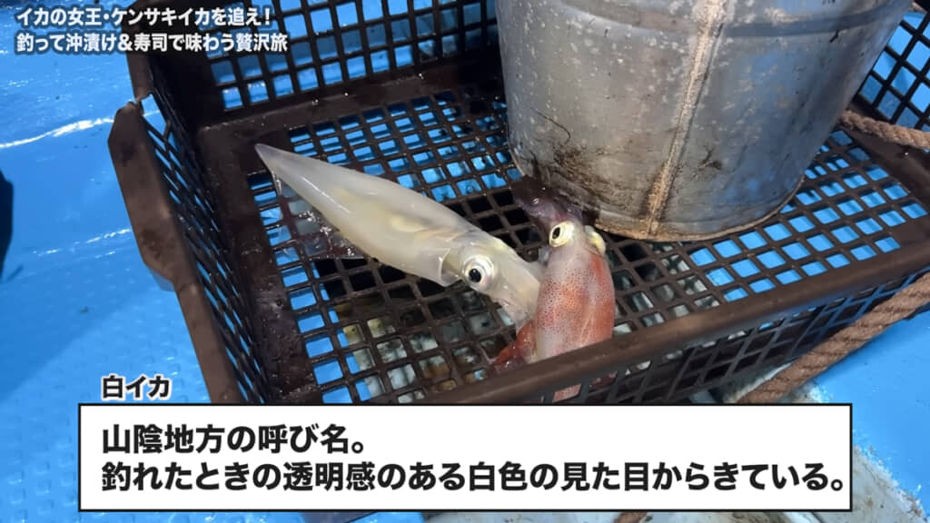 山陰地方では「白イカ」と呼ばれるそうです