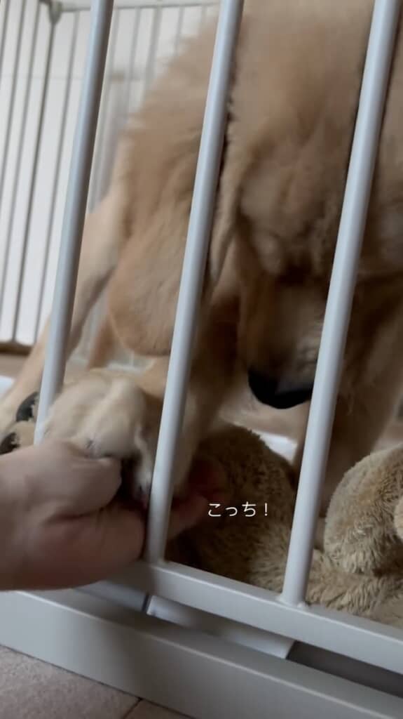 飼い主さんを奪い返しました