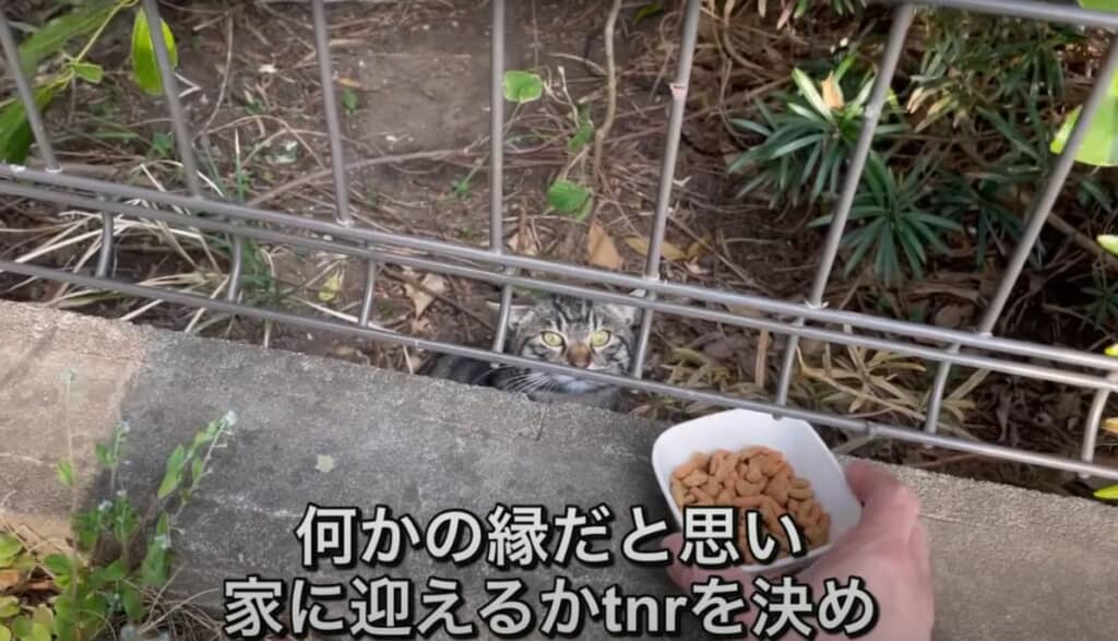 警戒心が強いにぼしくん