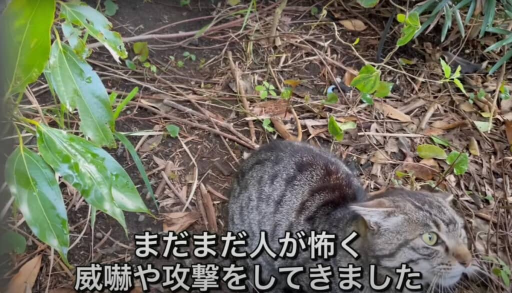 イカ耳状態で威嚇や攻撃をしてきます