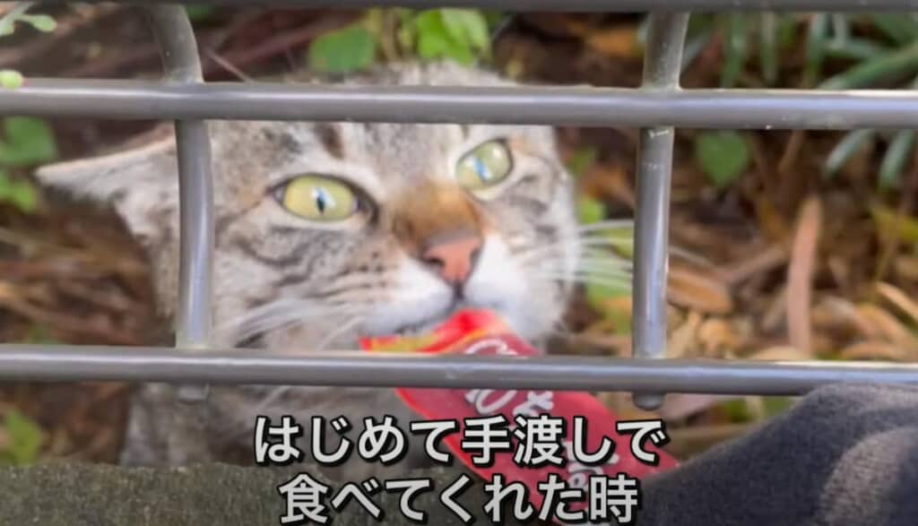 フェンス越しですが手から食べてくれました