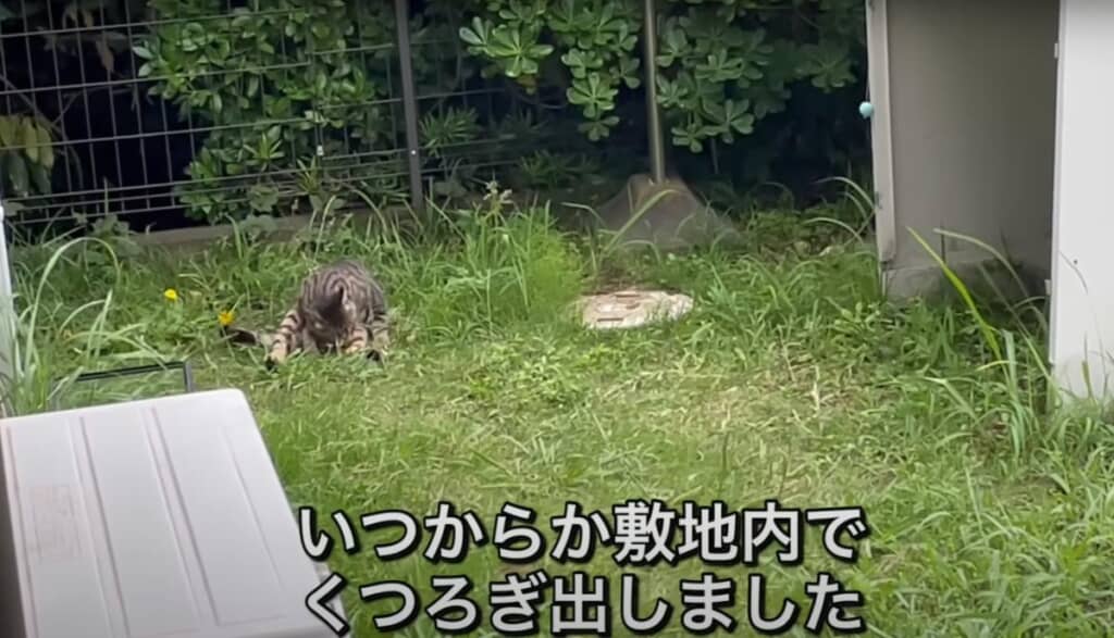 敷地内でくつろぐにぼしくん