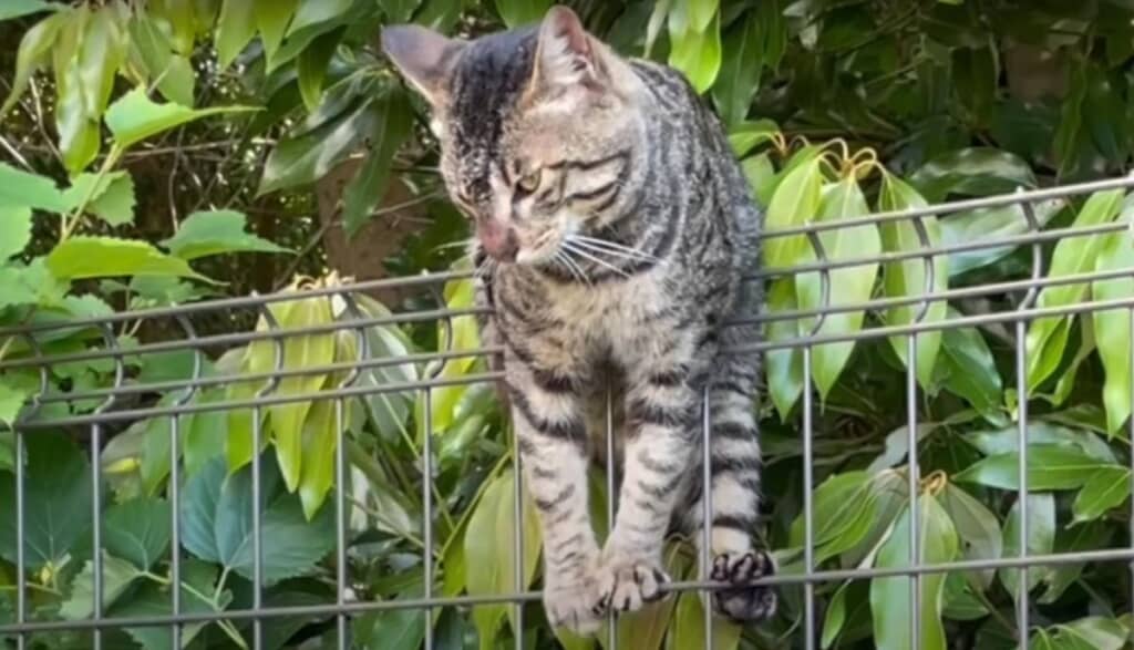 鼻を虫に刺されるなど心配な場面も