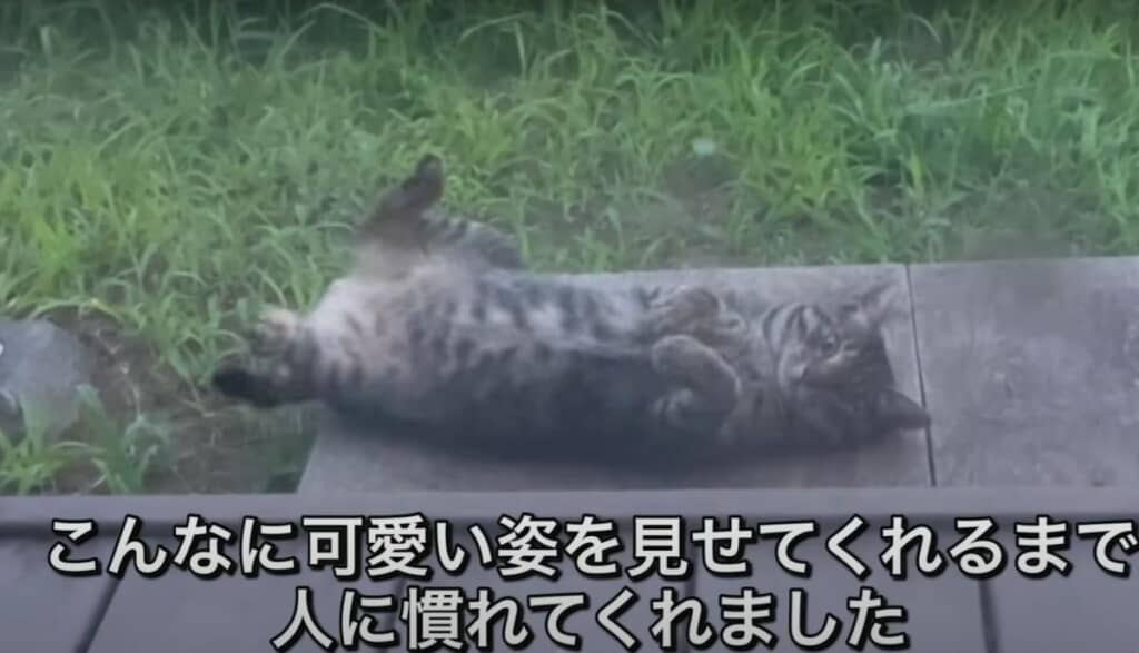 今ではかわいいヘソ天姿も！