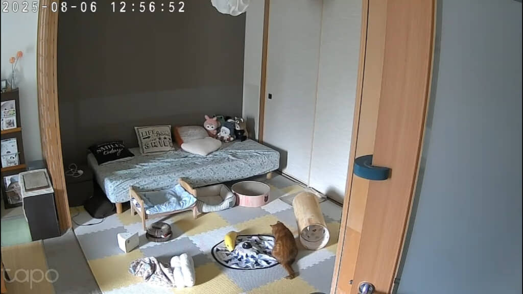 動かなくなったおもちゃの前でしょんぼりした様子のメープルくんは……