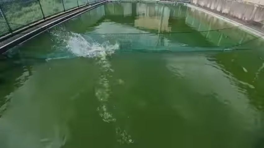 防球ネットでコイをすくい取る様子