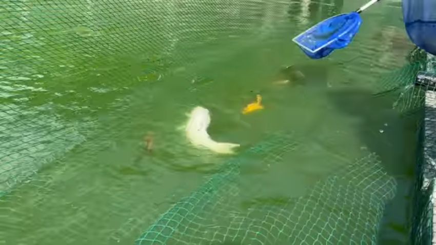 防球ネット内のコイを網ですくい取る