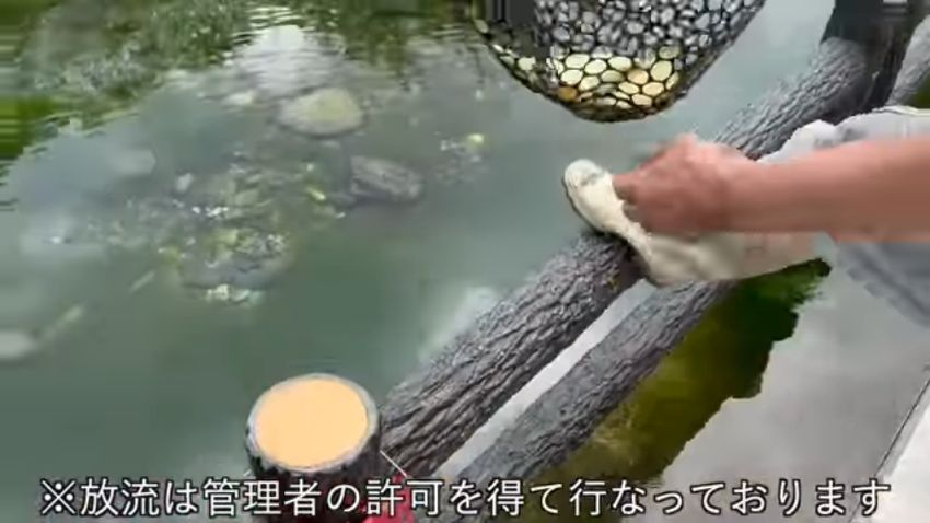 許可を得た場所にコイを放流