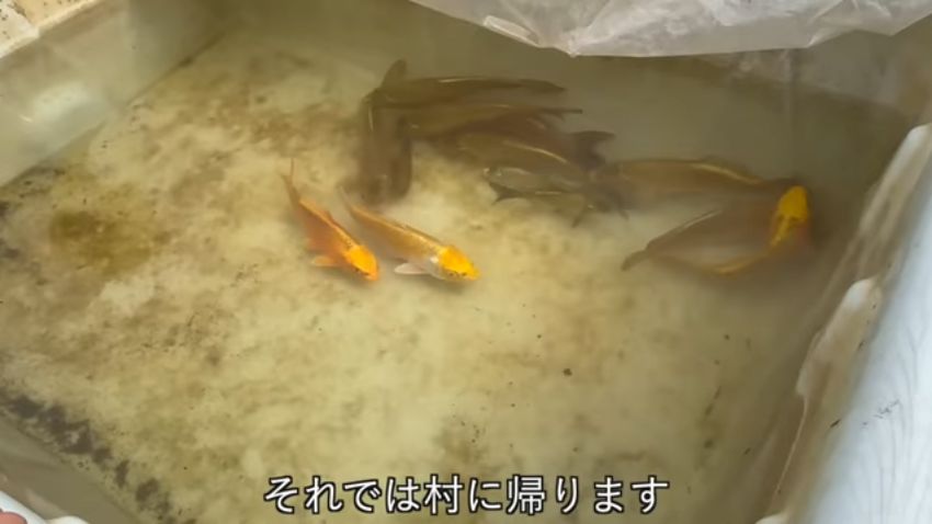 投稿者が引き取ったコイ